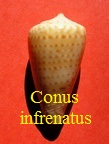 Conus infrenatus, Reeve 1848